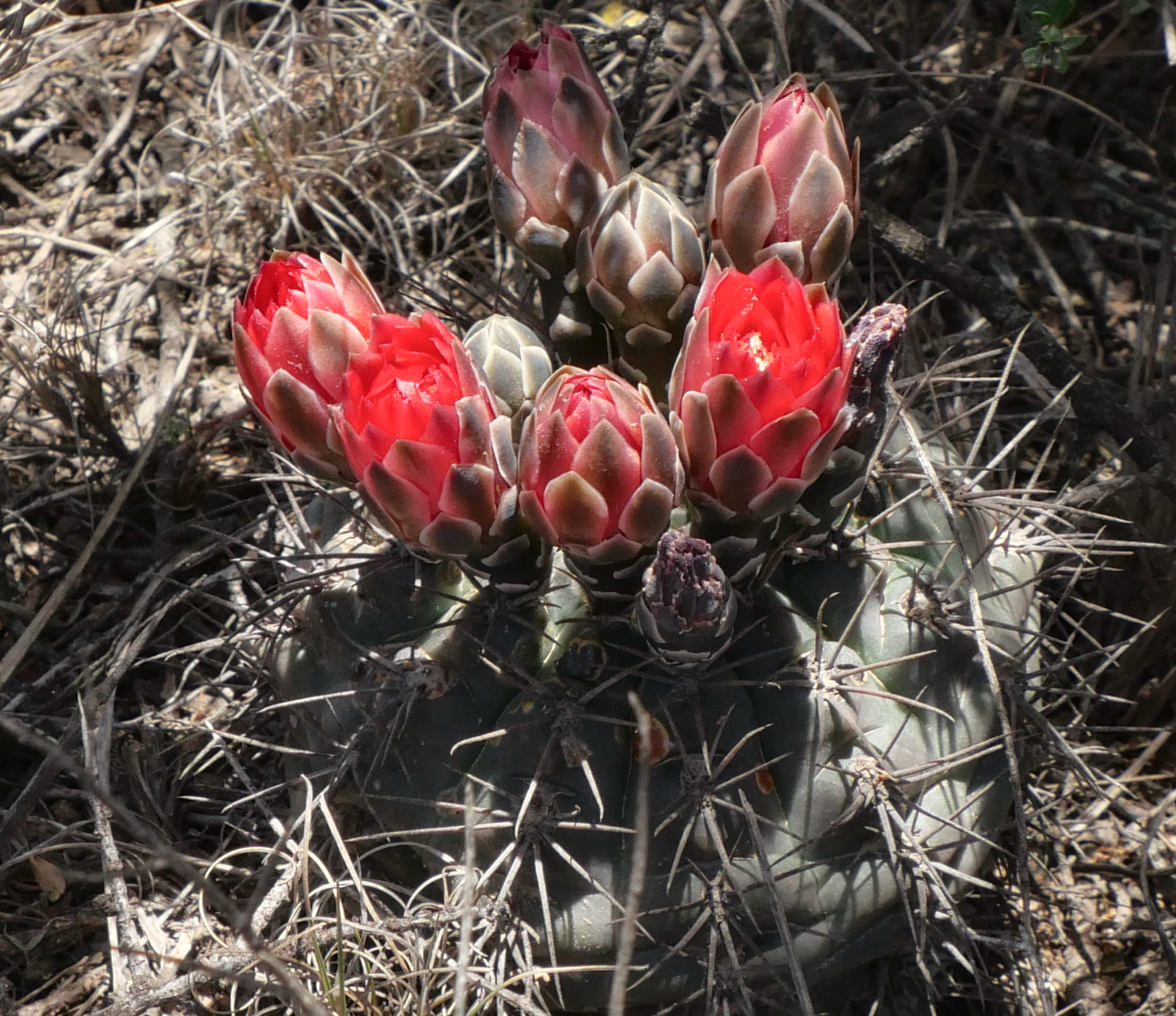Gymnocalycium marianae MN 878 (NE Agua de las Palomas, 1770m)