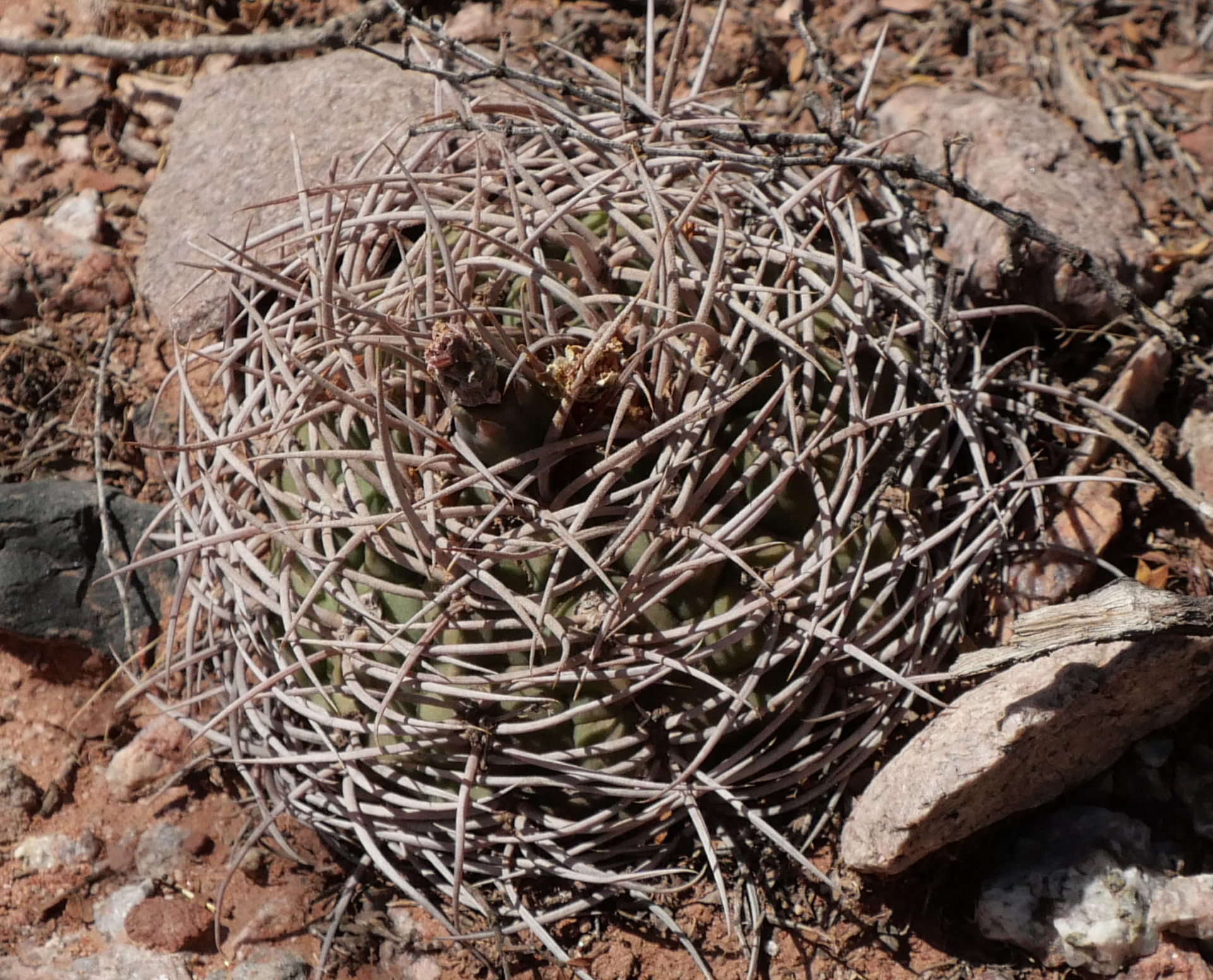 Gymnocalycium rhodantherum 'acentracanthum' MN 842 (Villa Union - Chilecito)