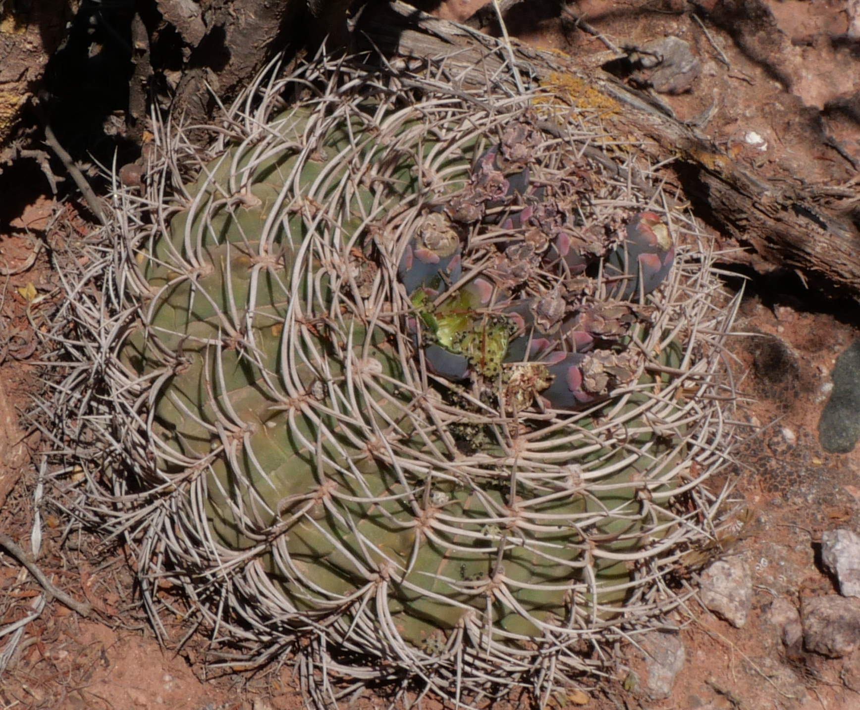 Gymnocalycium rhodantherum 'acentracanthum' MN 842 (Villa Union - Chilecito) - 2