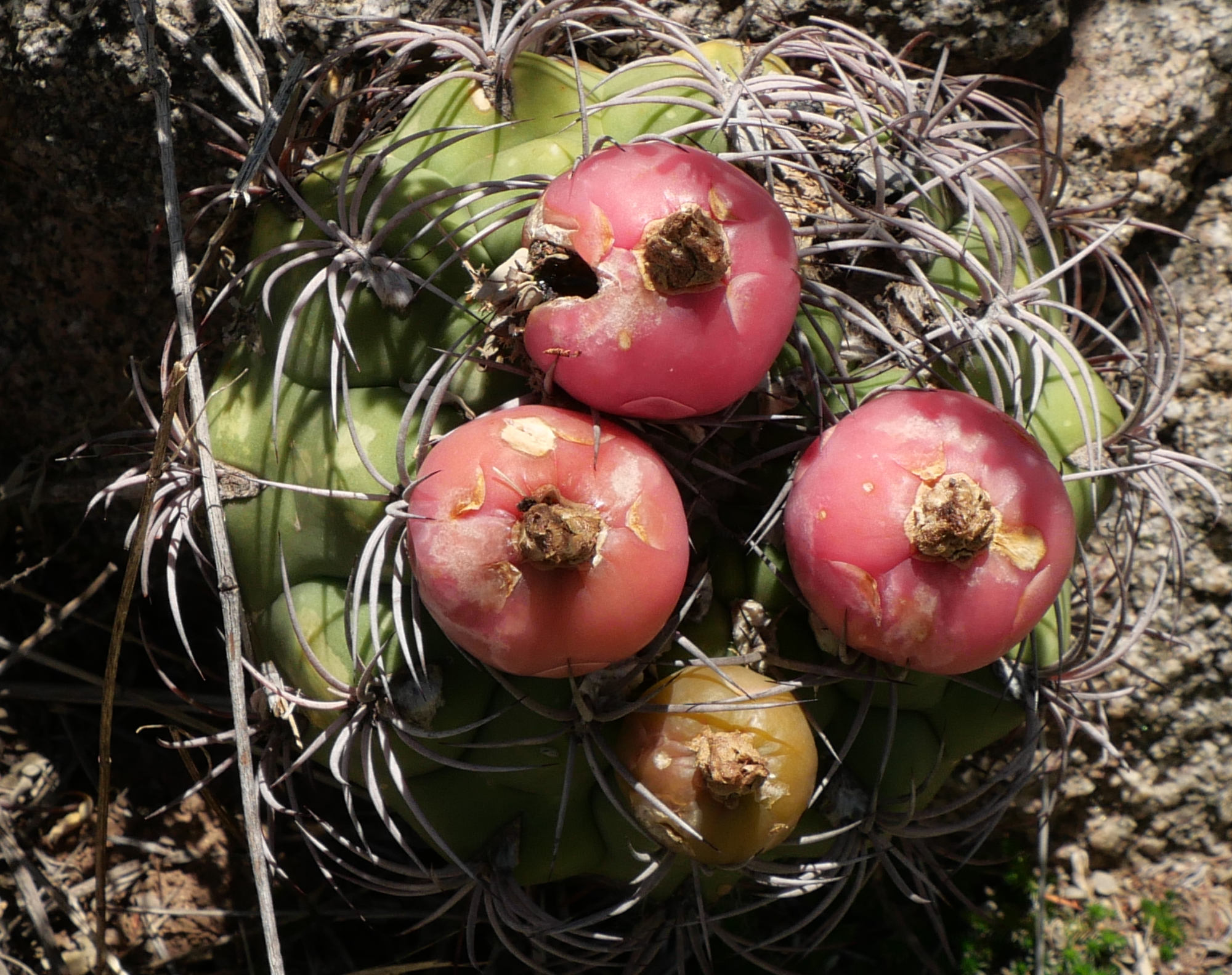 Gymnocalycium saglionis MN 906 (SW Chelcos)