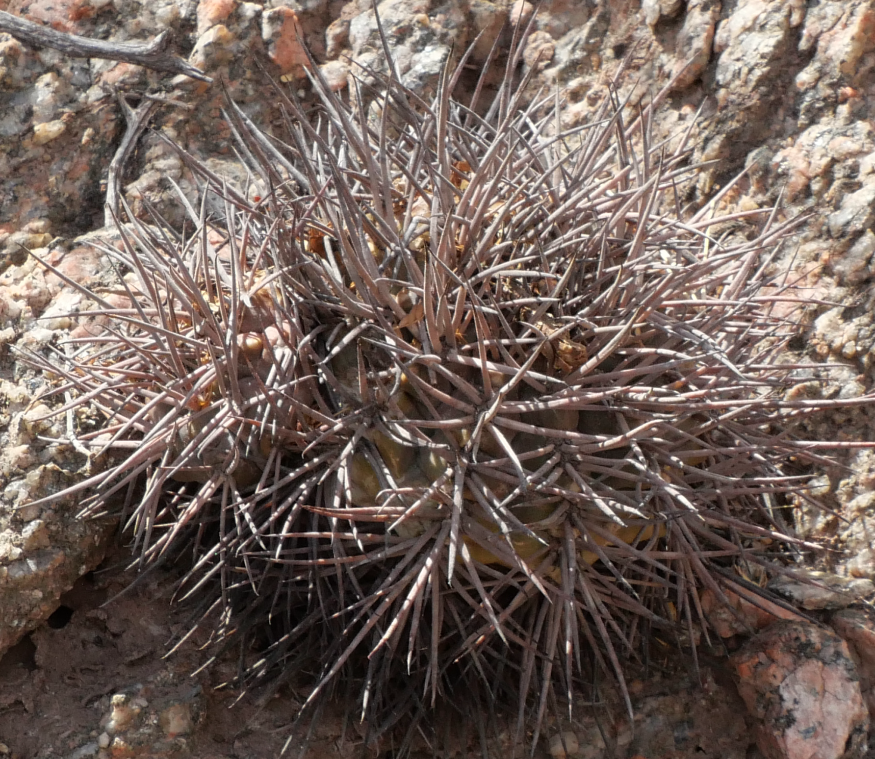 Gymnocalycium schmidianum MN 850 (Tinogasta - Campanas)