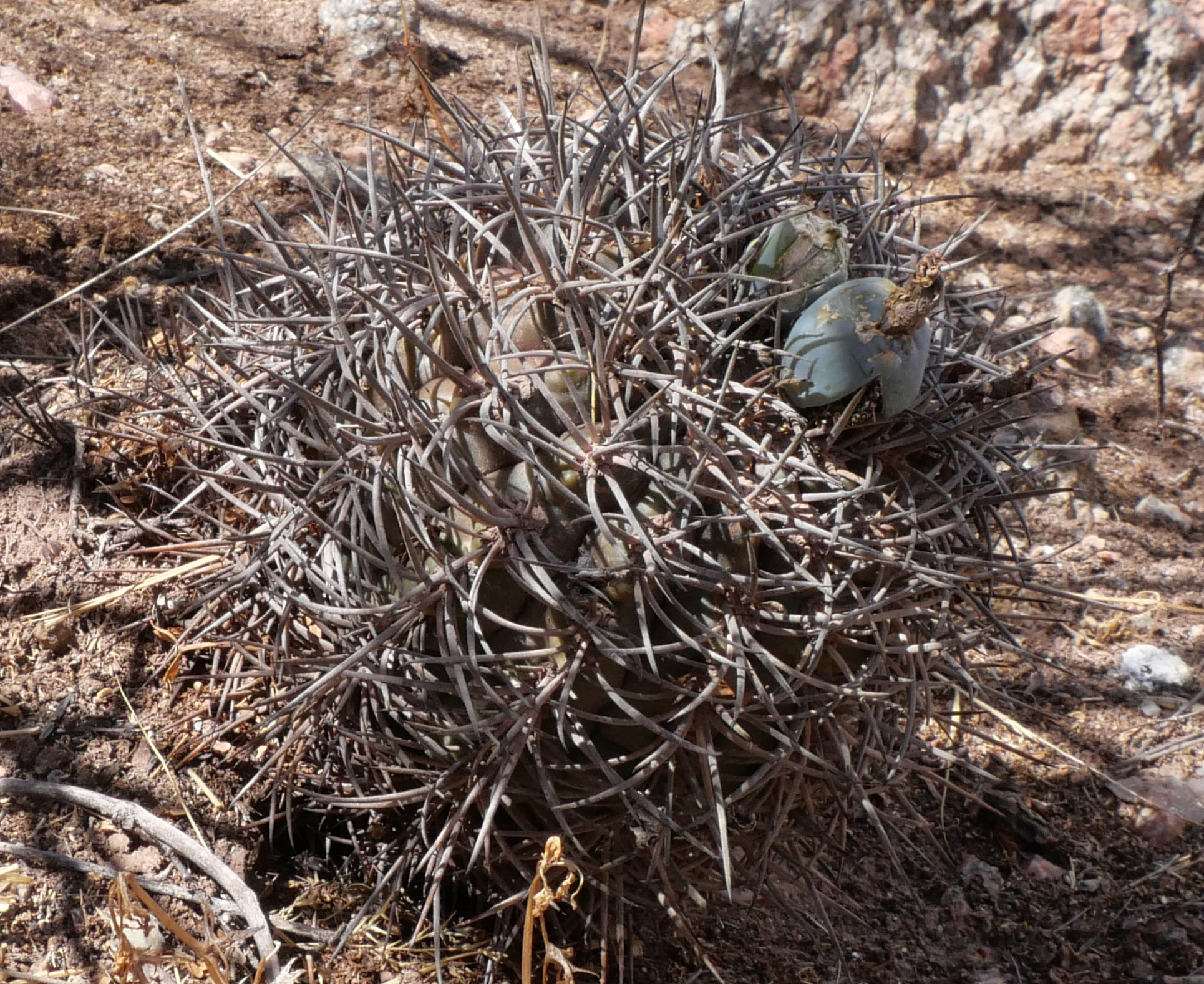 Gymnocalycium schmidianum MN 850 (Tinogasta - Campanas) - 3