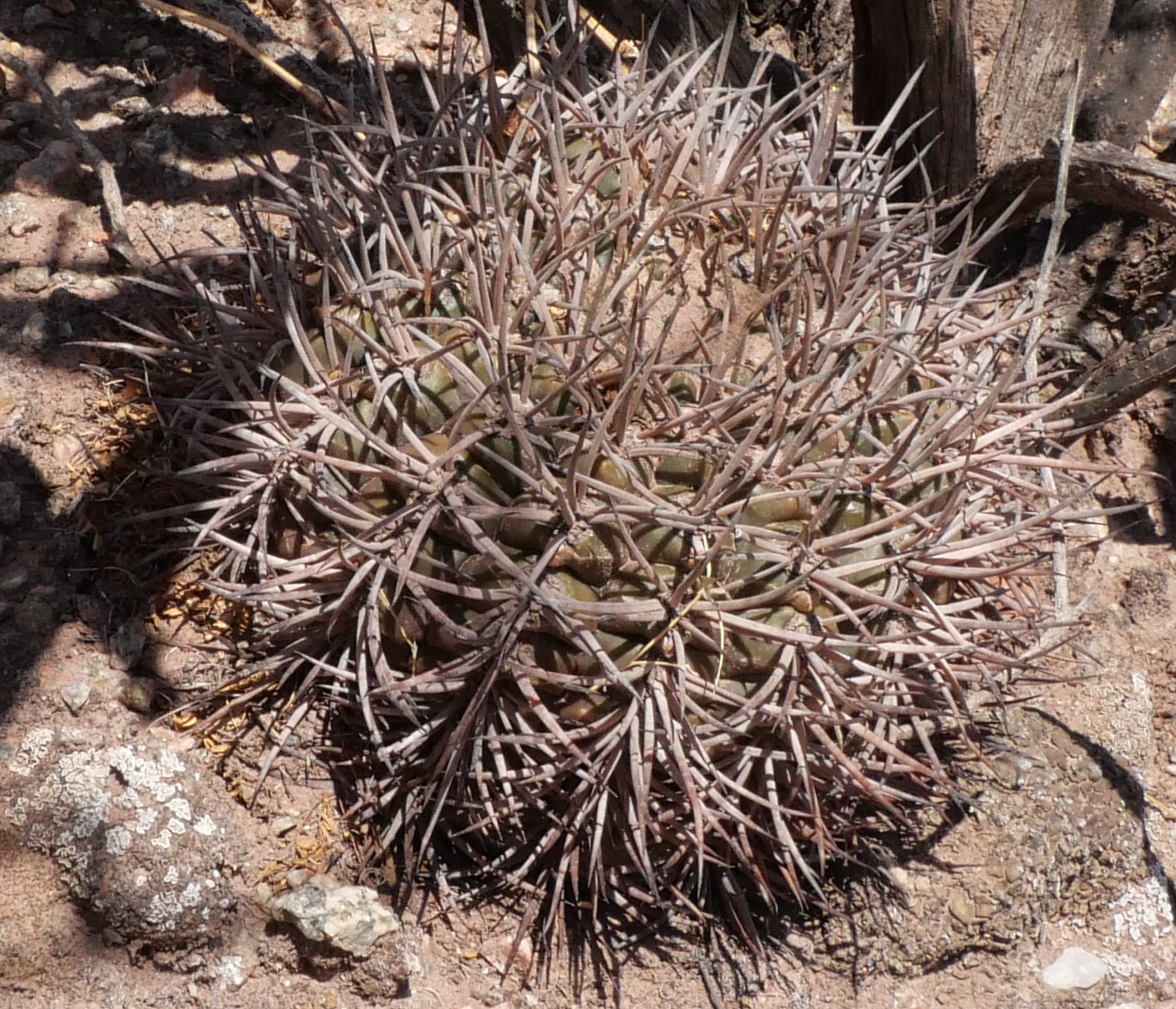 Gymnocalycium schmidianum MN 850 (Tinogasta - Campanas) - 2