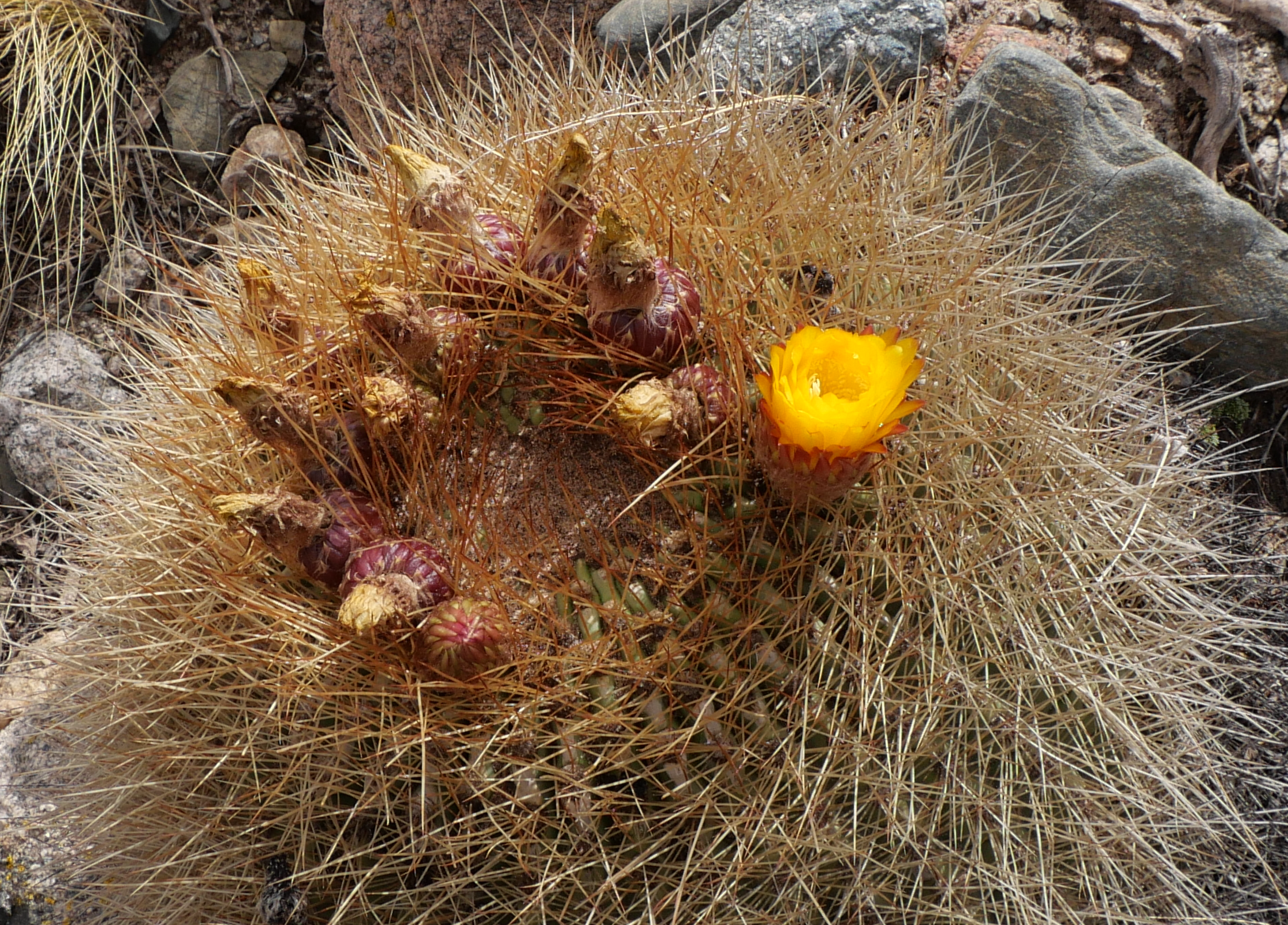 Lobivia formosa MN 863 (N Barranca Larga, 3600m)