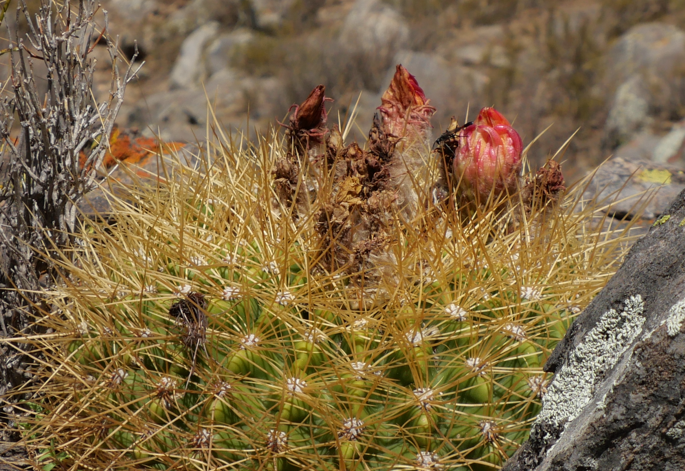 Lobivia formosa v. amaichensis MN 871 (NW Abra Infernillo, 2890m)