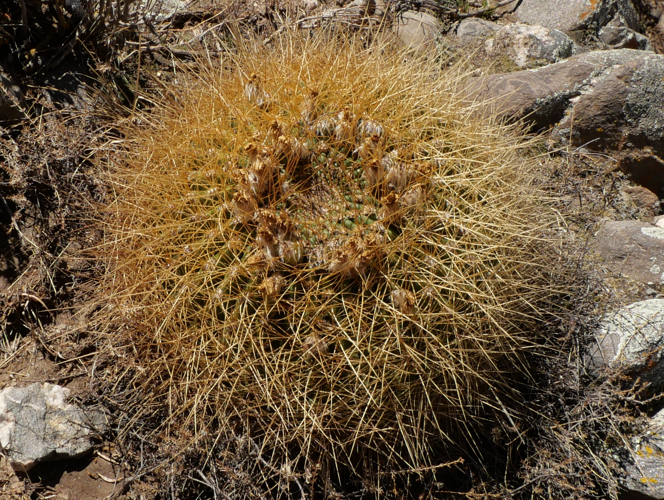 Lobivia formosa v. amaichensis MN 871 (NW Abra Infernillo, 2890m) - 2