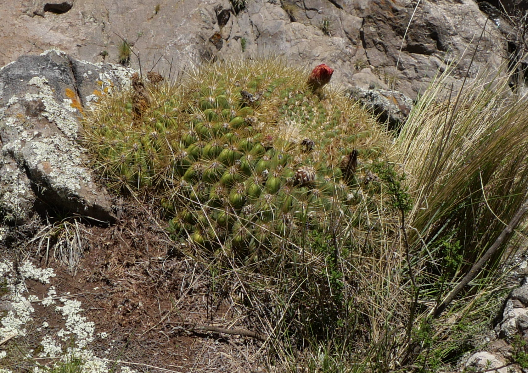 Lobivia formosa v. bruchii MN 873 (Abra Infernillo, 3000m) - 2