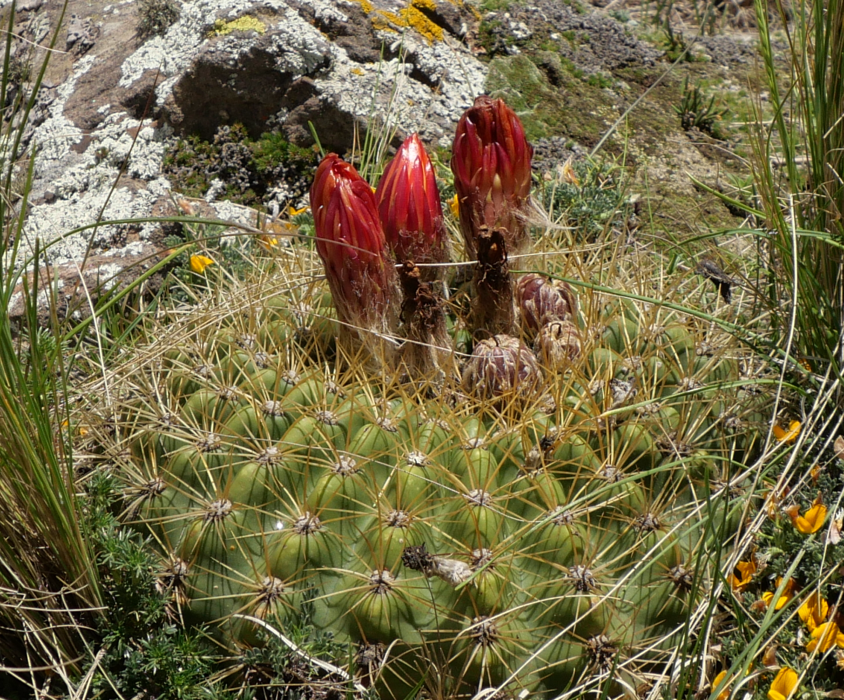 Lobivia formosa v. bruchii MN 873 (Abra Infernillo, 3000m)
