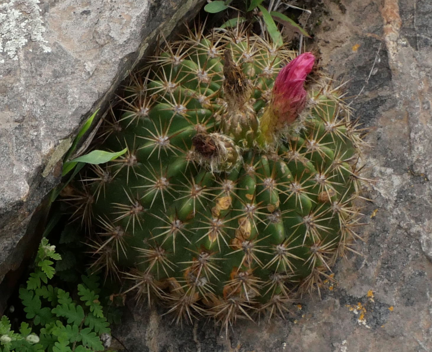 Lobivia formosa v. bruchii MN 876a (Tafi del Valle, 1900m) - 2