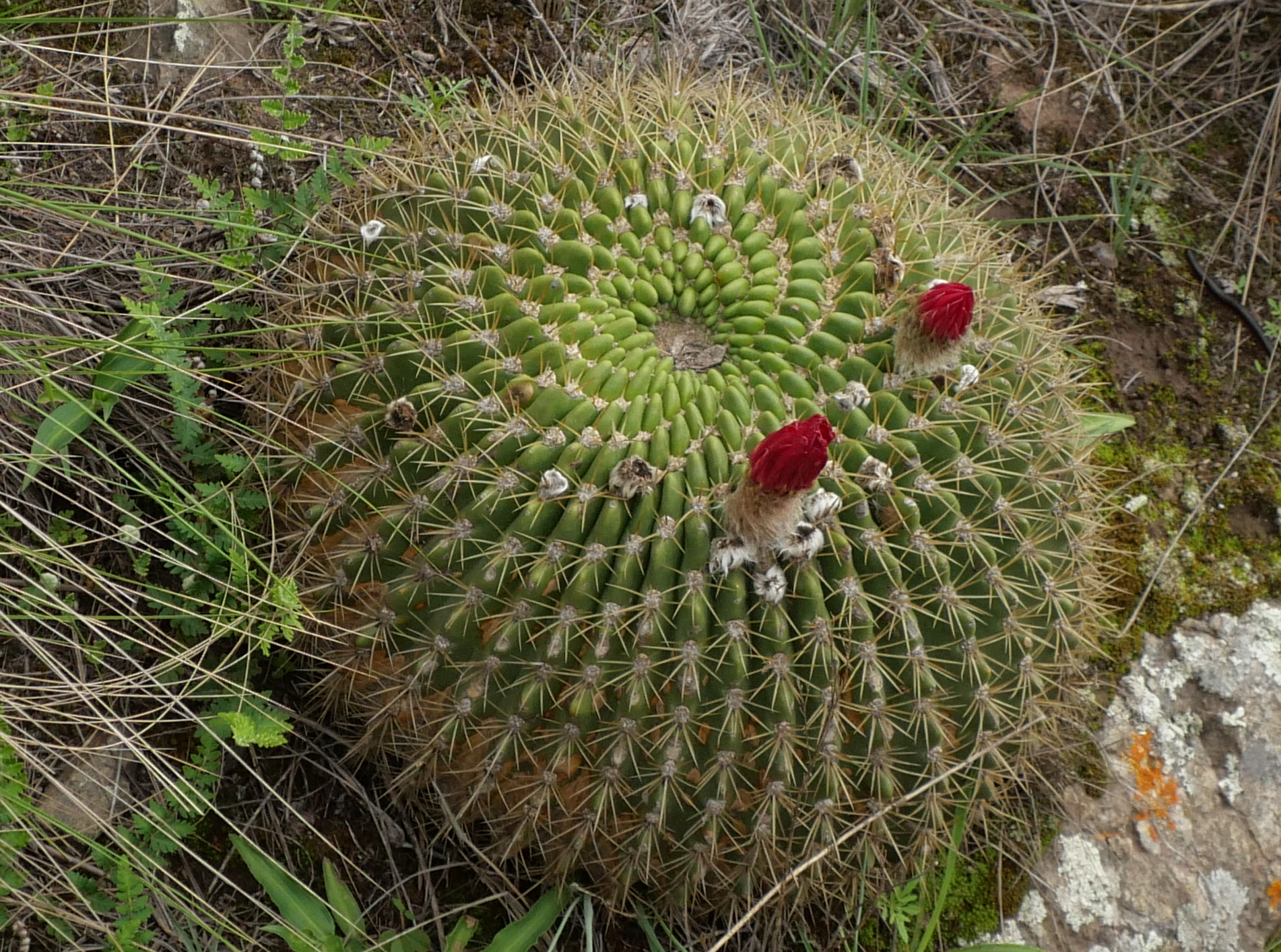 Lobivia formosa v. bruchii MN 876a (Tafi del Valle, 1900m) - 3