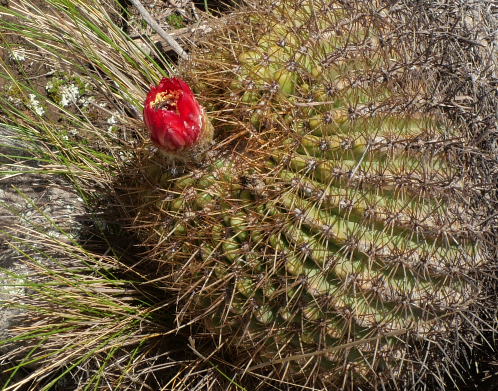 Lobivia formosa v. bruchii MN 876a (Tafi del Valle, 1900m)