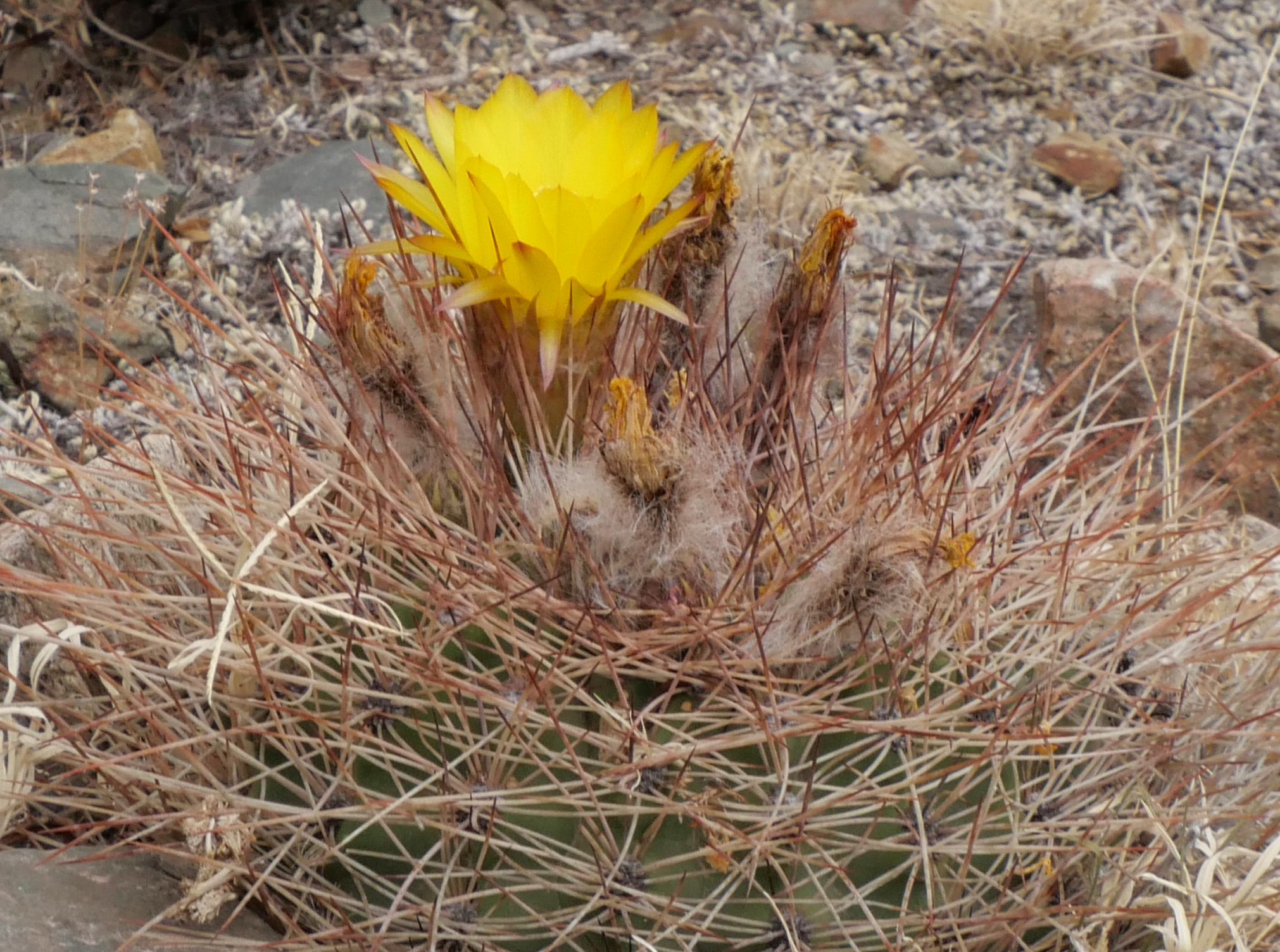 Lobivia formosa v. rosarioana MN 848 (Famatina, 2682m) - 2