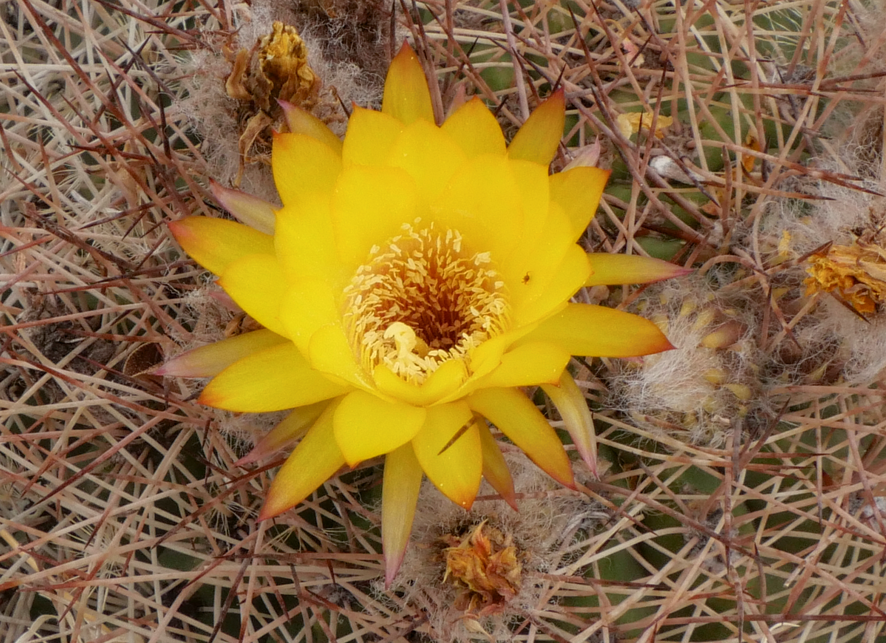 Lobivia formosa v. rosarioana MN 848 (Famatina, 2682m)