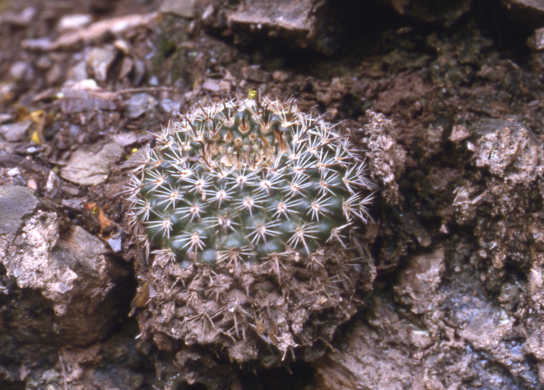 Parodia guachipasana ME 128 (Eichler) (Guachipas)