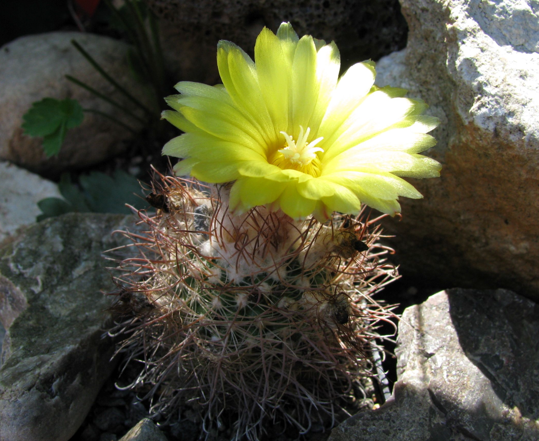 Parodia mesembrina v. juanensis DH 188 (San Augstin de Valle Fertil)