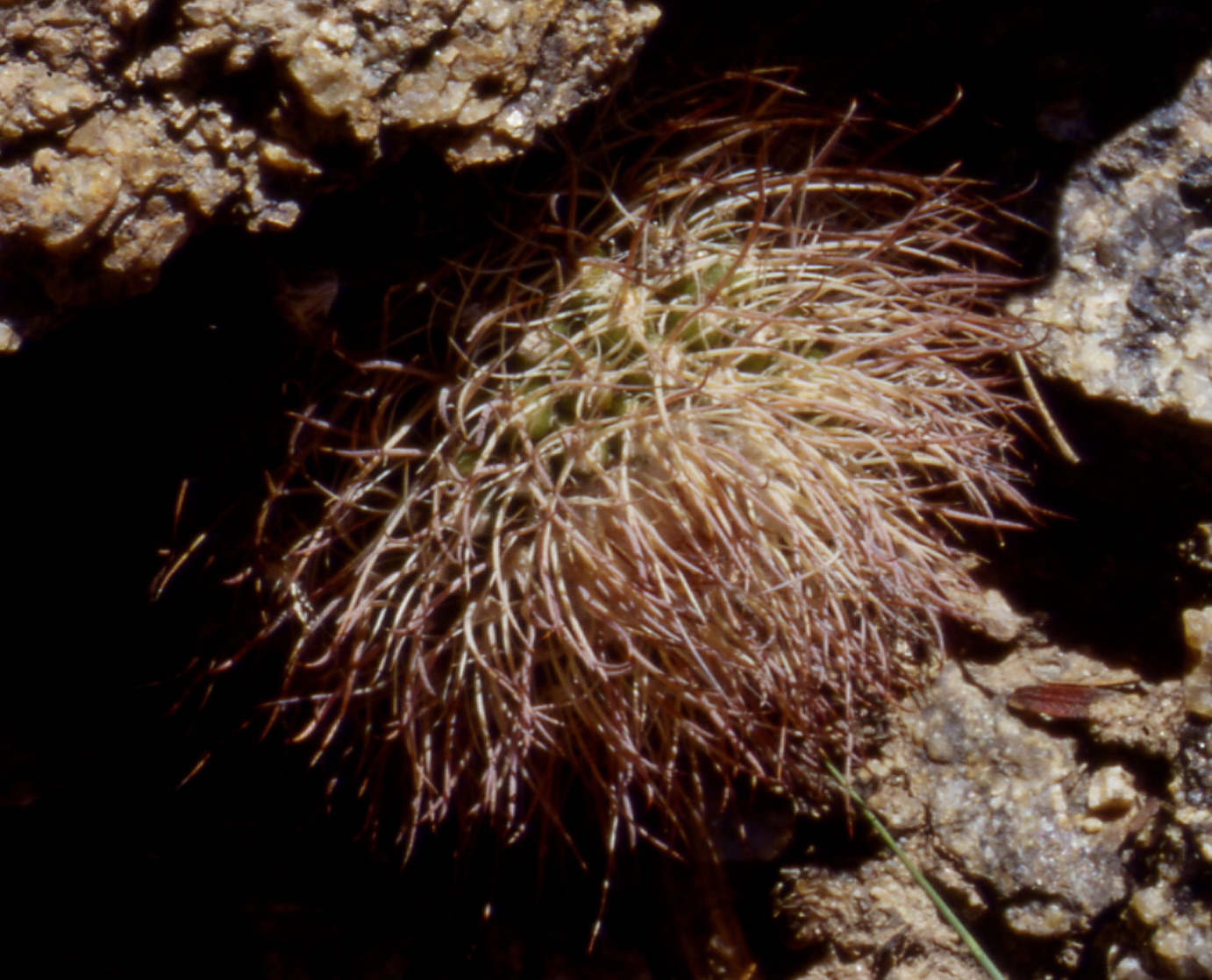 Parodia riojensis ME 52 (Eichler) (18 km S Mazan)
