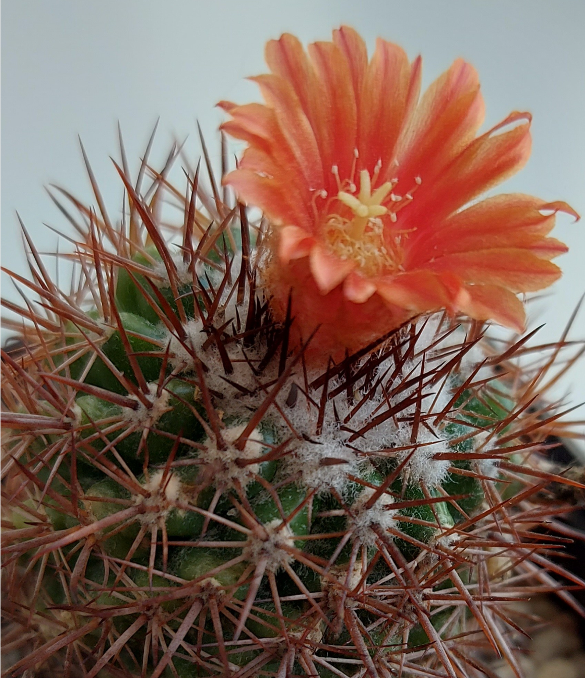 Parodia spec. nova HJ 808