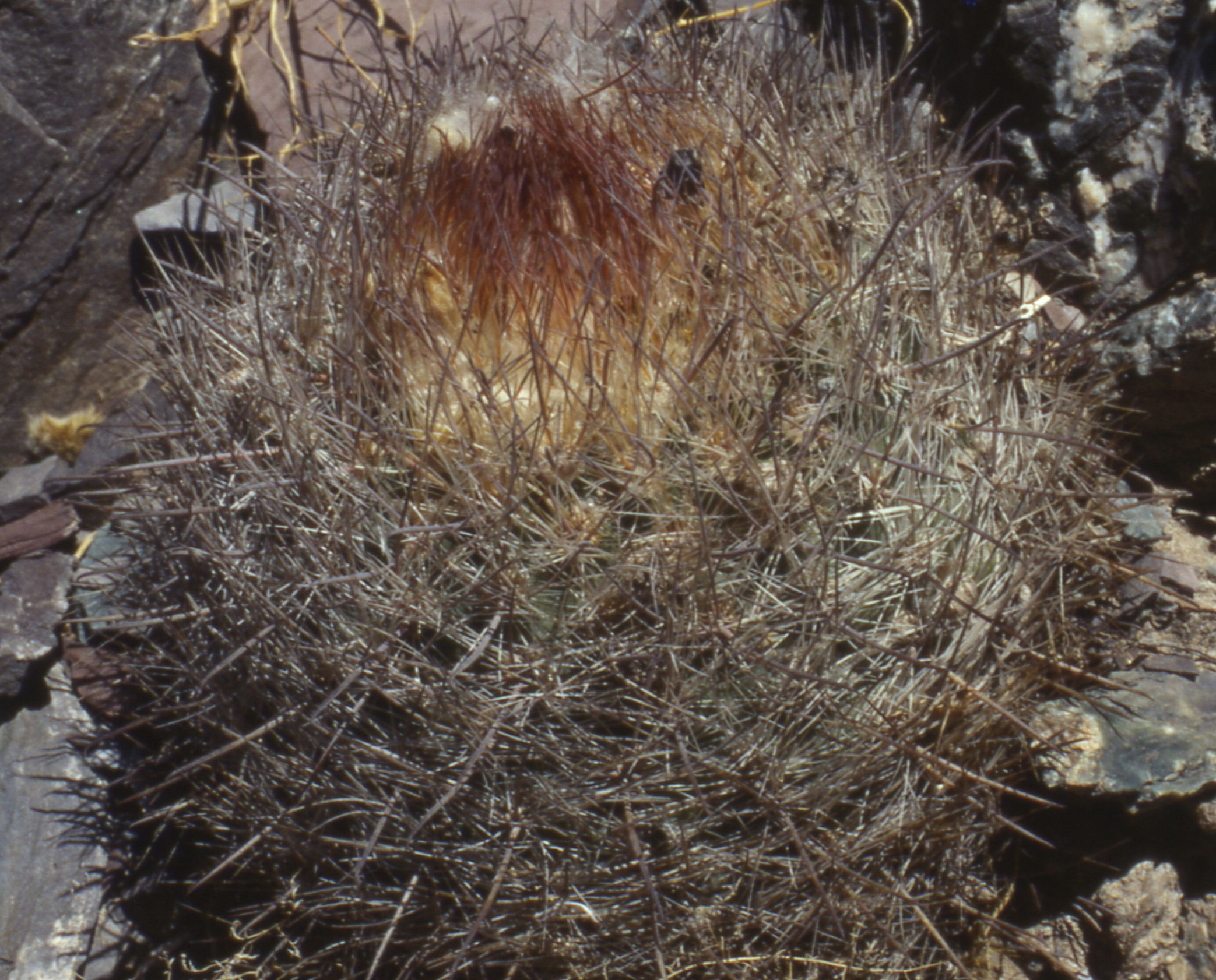Parodia stuemeri ME 98 (Eichler) (Chorrillos)
