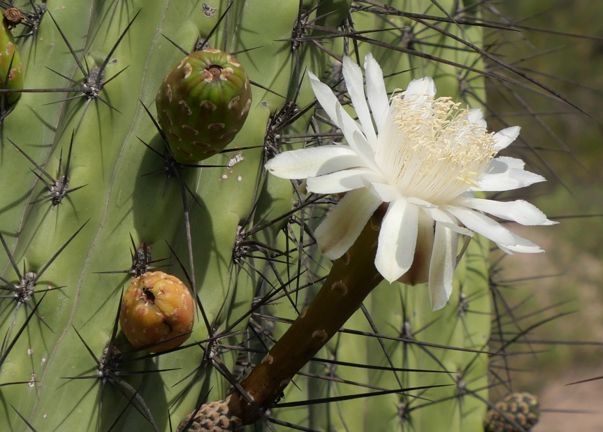 Stetsonia coryne MN 896 (S Villa Mazan)