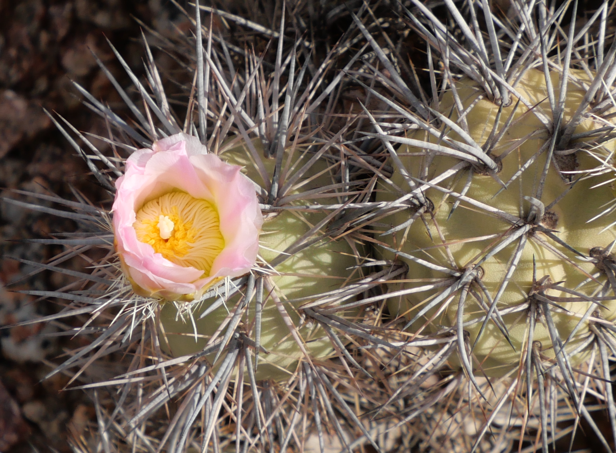 Tephrocactus alexanderii MN 894 (Villa Mazan)