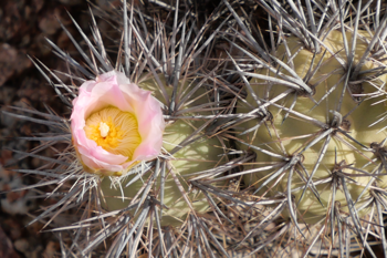 Tephrocactus alexanderii MN 894 (Villa Mazan)