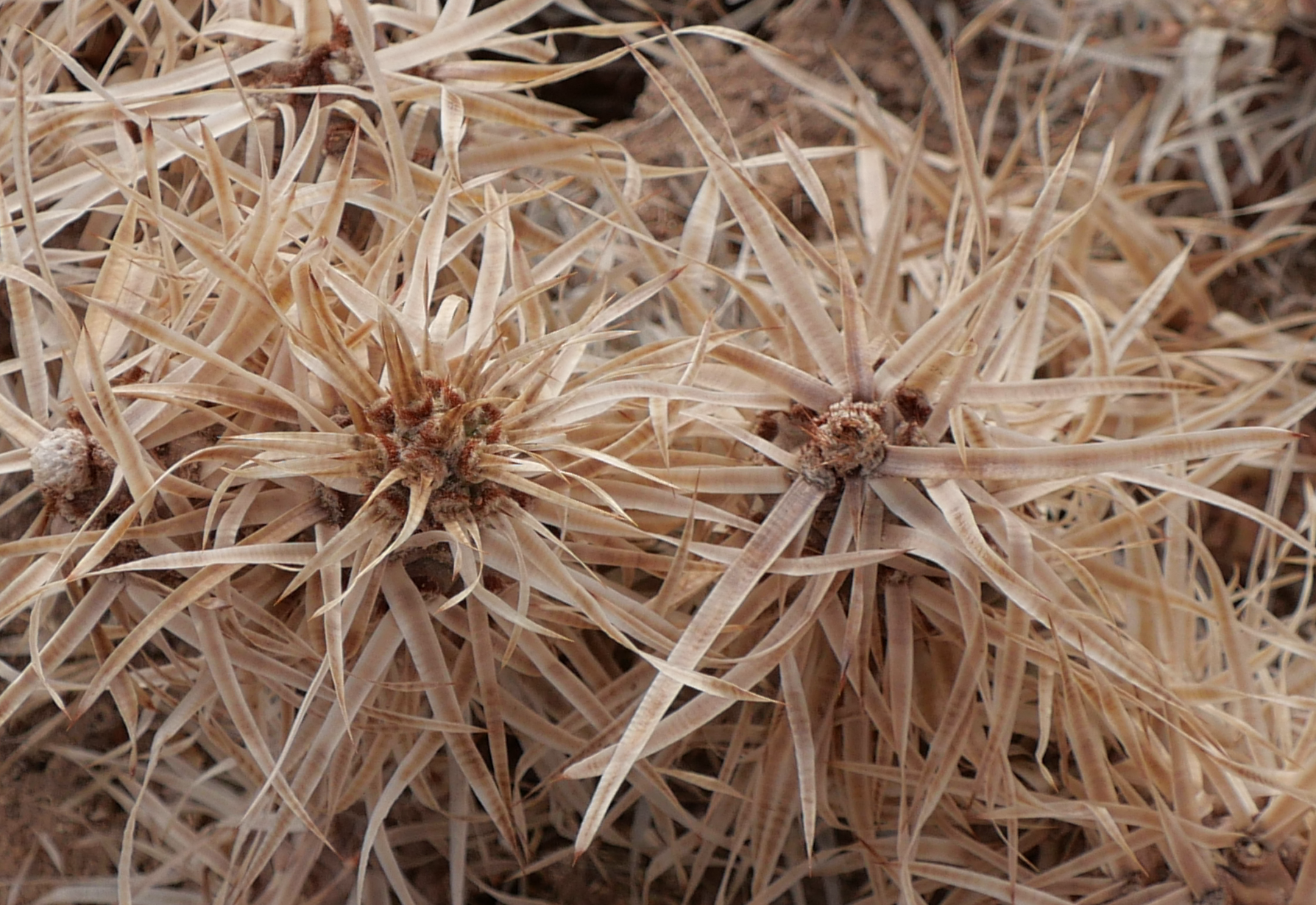 Tephrocactus articulatus 'papyracanthus' MN 893 (Villa Mazan) - 2