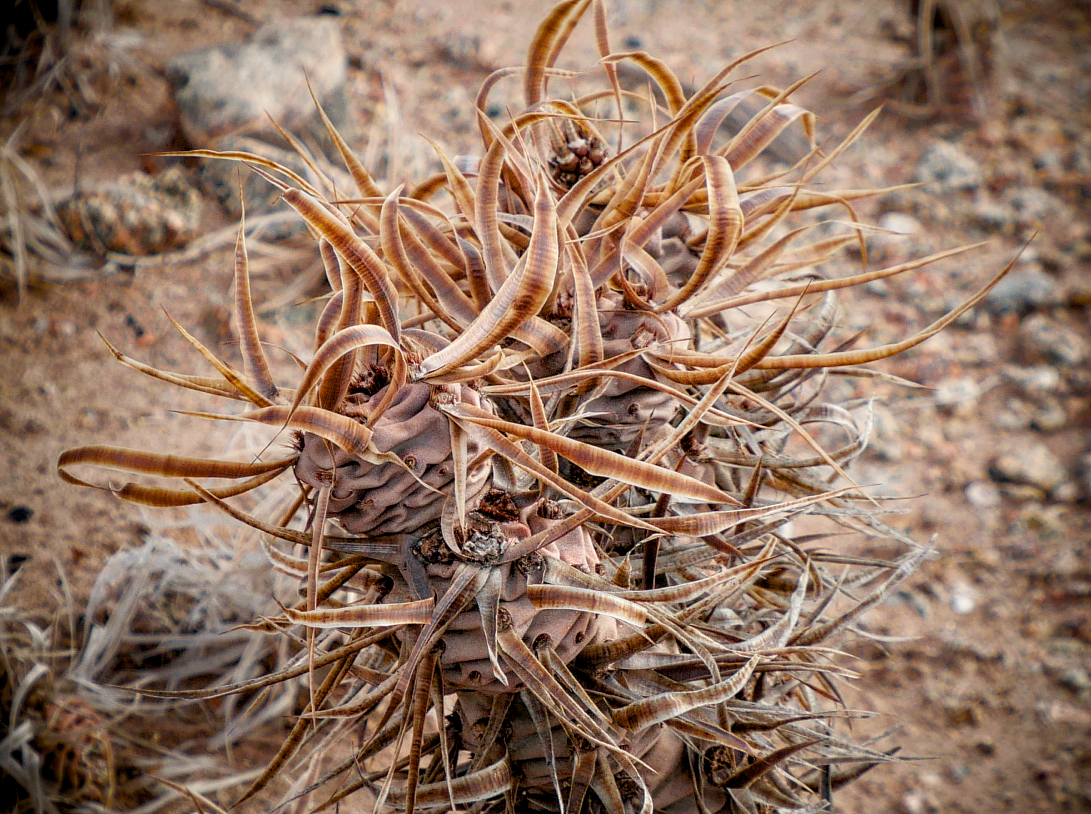 Tephrocactus articulatus 'papyracanthus' MN 893 (Villa Mazan)