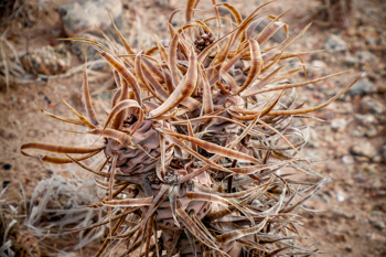 Tephrocactus articulatus 'papyracanthus' MN 893 (Villa Mazan)
