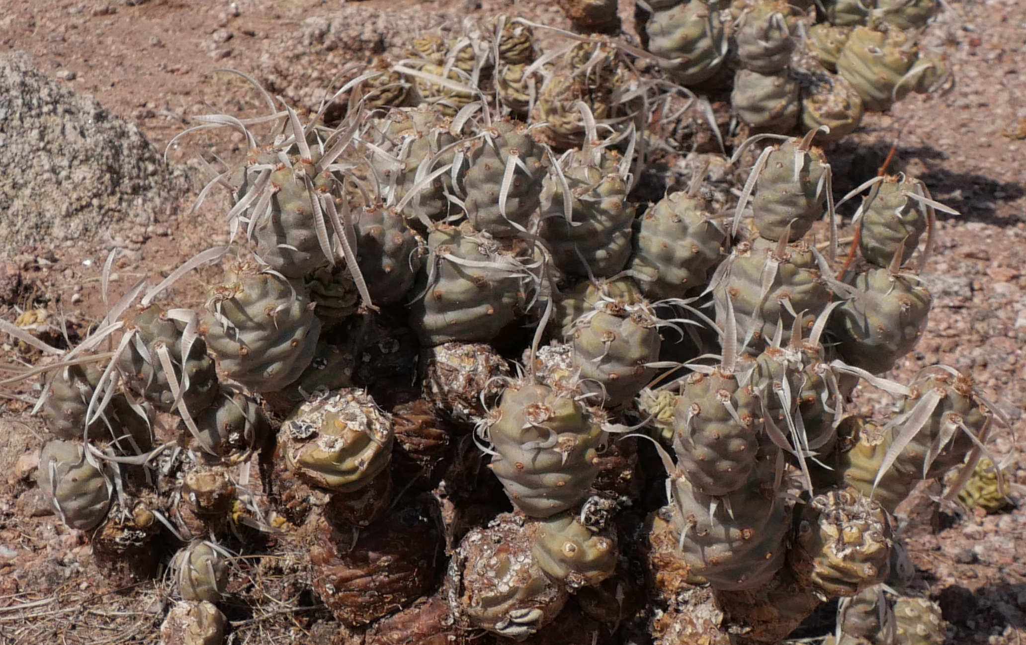Tephrocactus articulatus MN 857 (S Tinogasta)