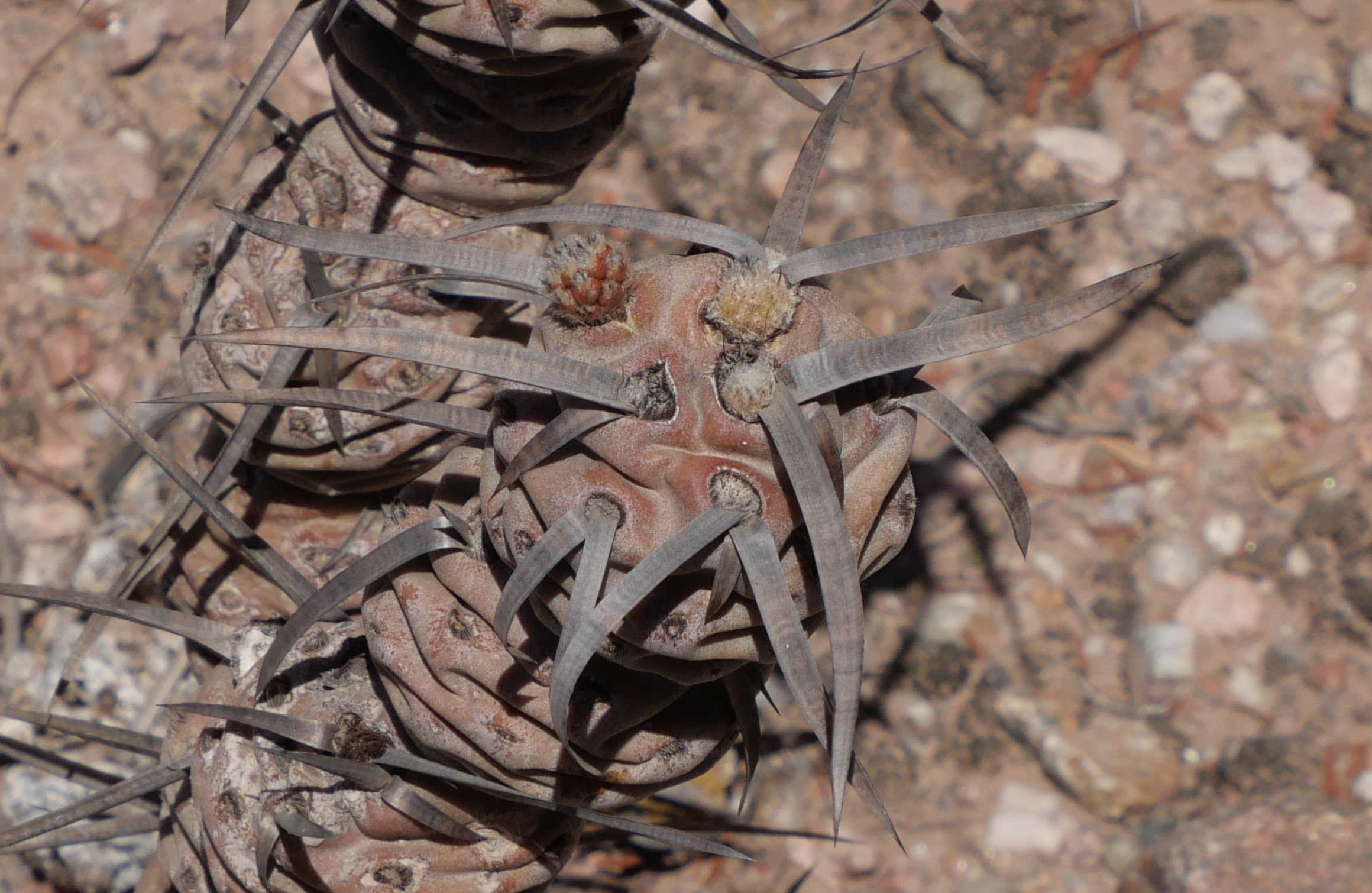 Tephrocactus articulatus MN 860 (NW Alpasinche, 1035m) - 2