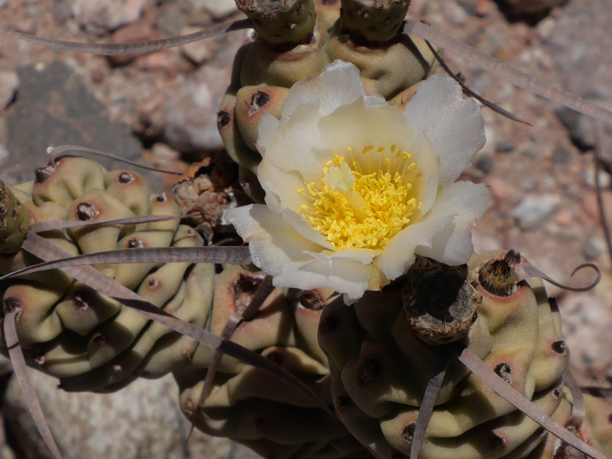Tephrocactus articulatus MN 860 (NW Alpasinche, 1035m)