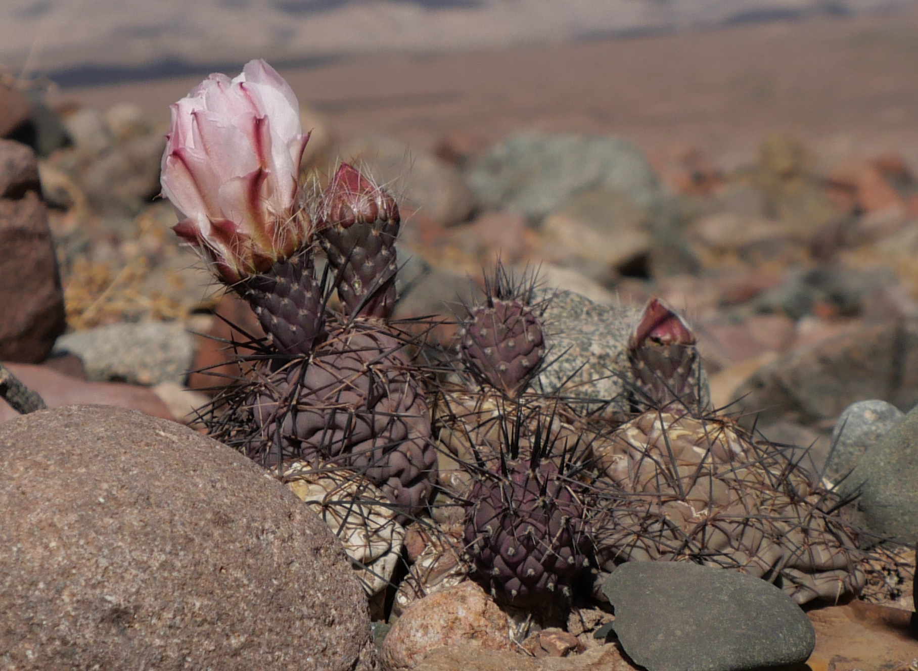 Tephrocactus geometricus MN 853 (W Fiambala)
