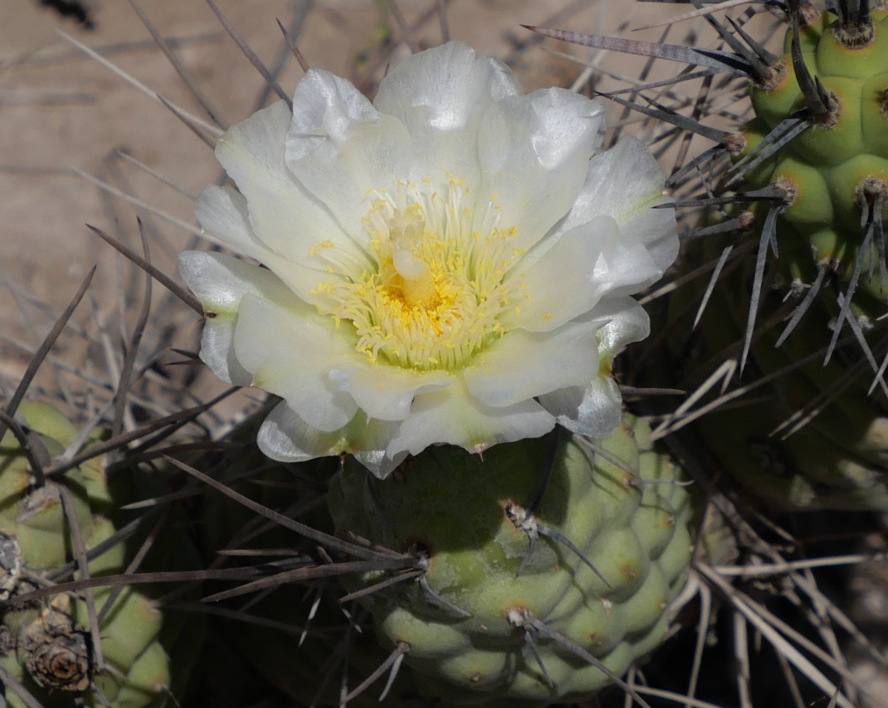 Tephrocactus oligacanthus MN 829 (N Mendoza)