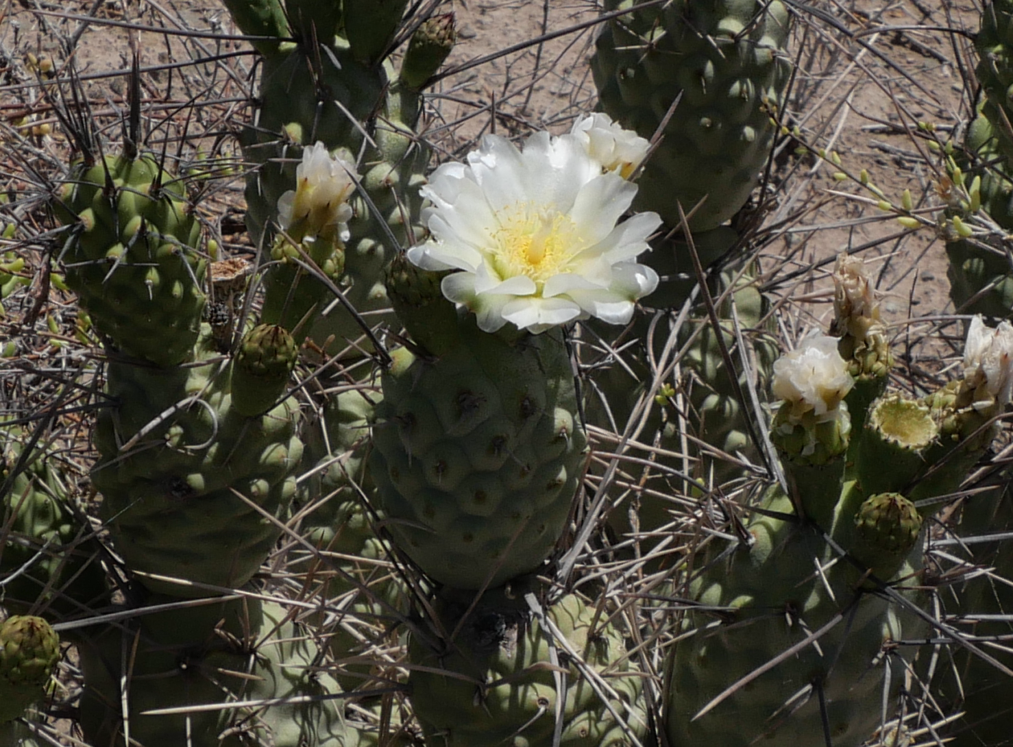 Tephrocactus oligacanthus MN 829 (N Mendoza) - 2