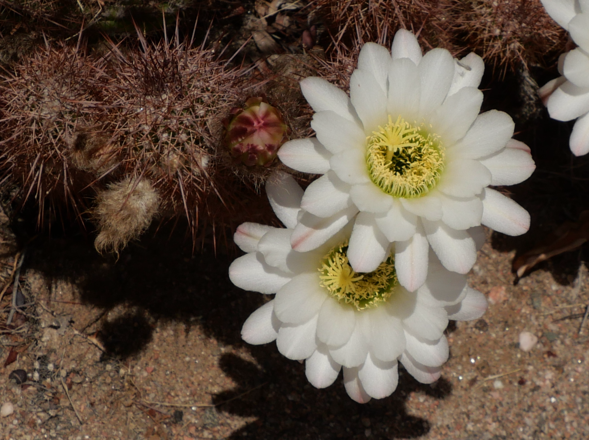 Trichocereus strigosus MN 889 (SE Villa Mazan)