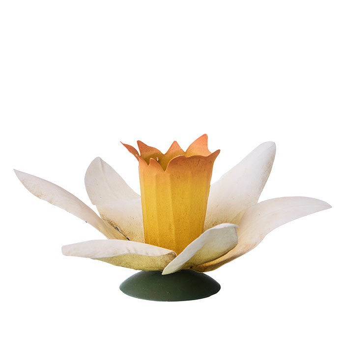 Candlestick - Daffodil - Narcissus - 4