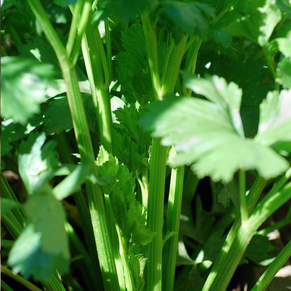Stjälkselleri 'Green Pascal'