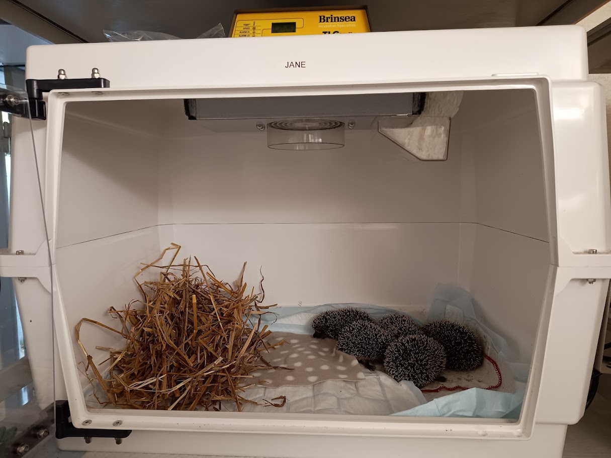 STEG 4 Anpassad miljö - 2