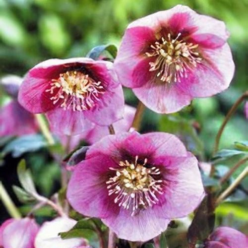 5142  Helleborus orientalis Pink Lady  I  Svenskt namn  :Turkisk julros  I  Krukstorlek   : SQ1  I  Förväntad Höjd  :  50 cm  I  Blomningstid :  feb-mars - 2