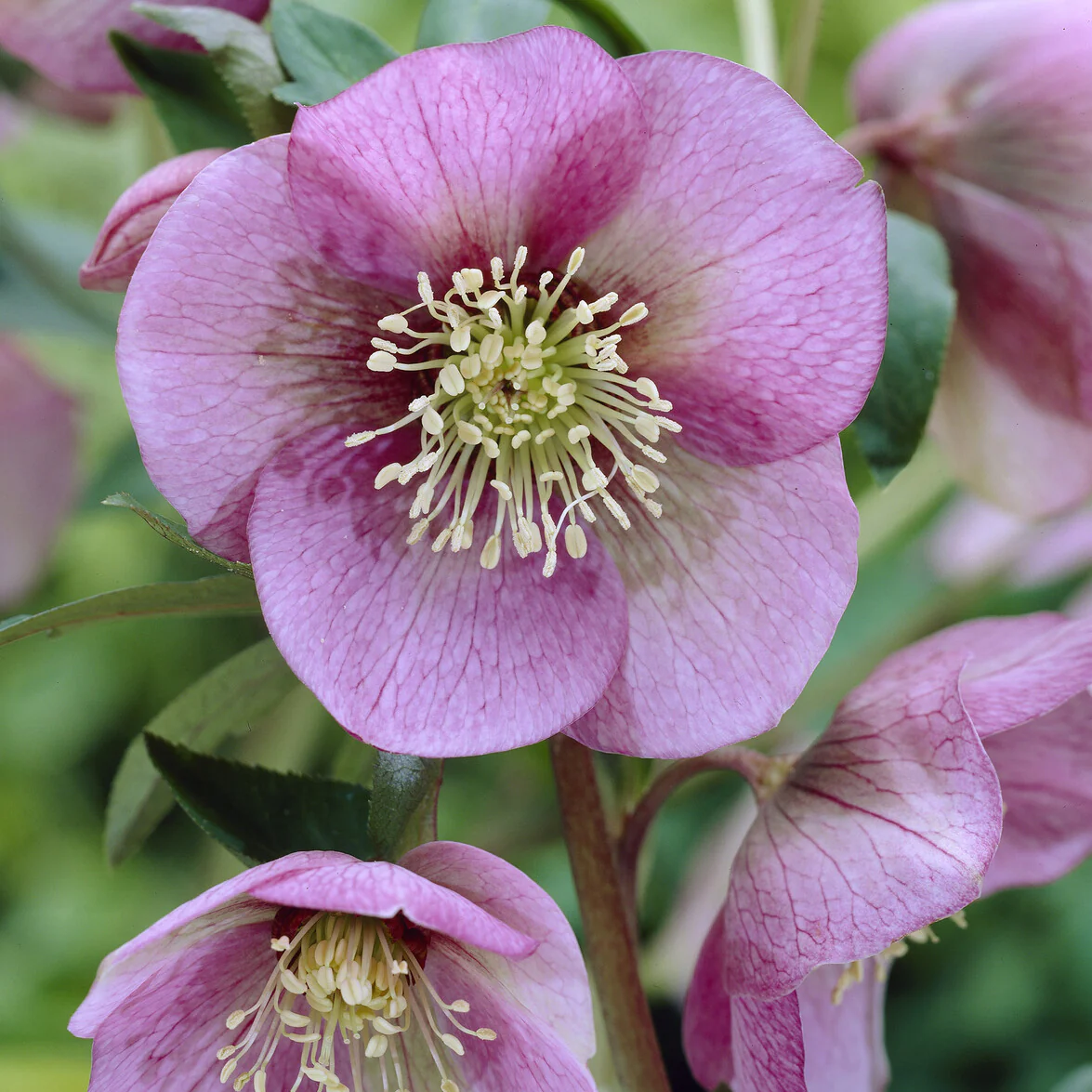 5142  Helleborus orientalis Pink Lady  I  Svenskt namn  :Turkisk julros  I  Krukstorlek   : SQ1  I  Förväntad Höjd  :  50 cm  I  Blomningstid :  feb-mars - 3