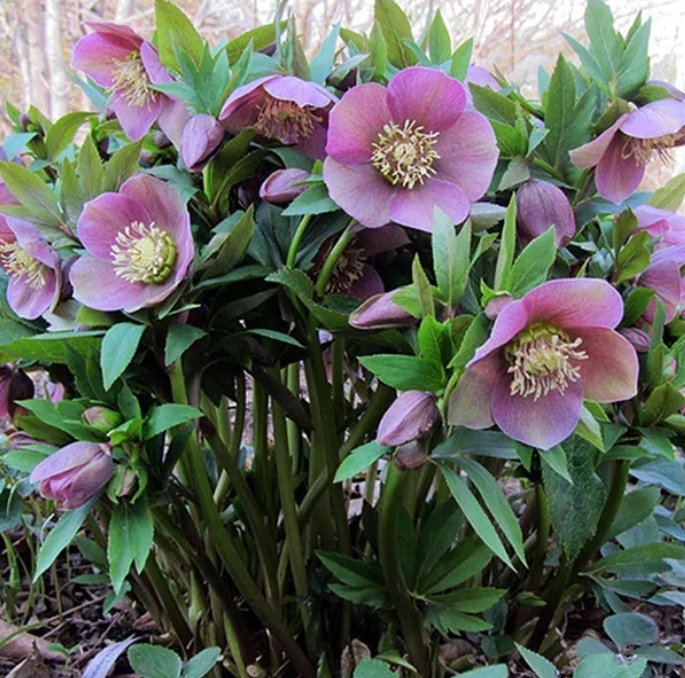 5142  Helleborus orientalis Pink Lady  I  Svenskt namn  :Turkisk julros  I  Krukstorlek   : SQ1  I  Förväntad Höjd  :  50 cm  I  Blomningstid :  feb-mars