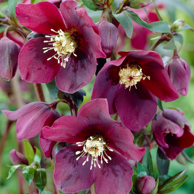 5151  Helleborus orientalis Red Lady  I  Svenskt namn  :Turkisk julros  I  Krukstorlek   : SQ1  I  Förväntad Höjd  :  50 cm  I  Blomningstid :  feb-mars - 3