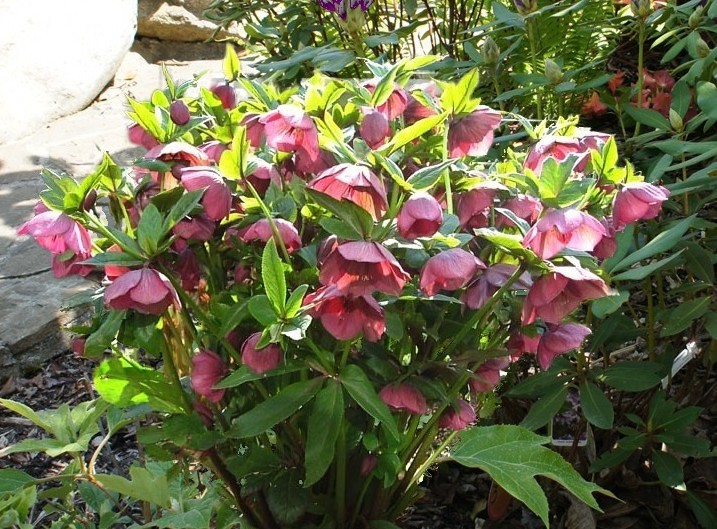 5151  Helleborus orientalis Red Lady  I  Svenskt namn  :Turkisk julros  I  Krukstorlek   : SQ1  I  Förväntad Höjd  :  50 cm  I  Blomningstid :  feb-mars - 2
