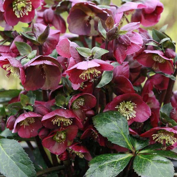 5151  Helleborus orientalis Red Lady  I  Svenskt namn  :Turkisk julros  I  Krukstorlek   : SQ1  I  Förväntad Höjd  :  50 cm  I  Blomningstid :  feb-mars