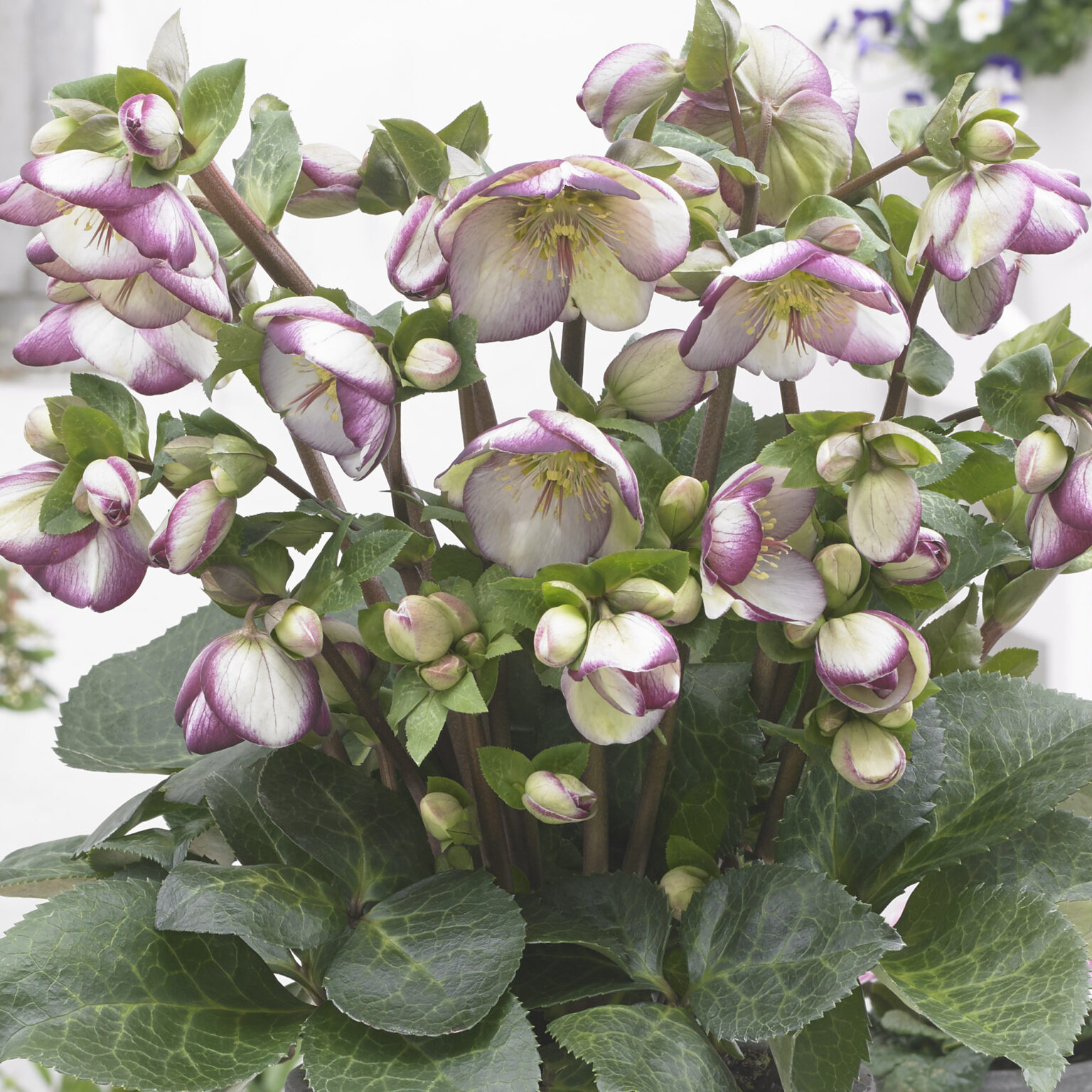 5134  Helleborus x ericsmithii Glendas Gloss (PBR)  I  Svenskt namn  :Föränderlig julros  I  Krukstorlek   : SQ1  I  Förväntad Höjd  :  50 cm  I  Blomningstid :  dec-mars