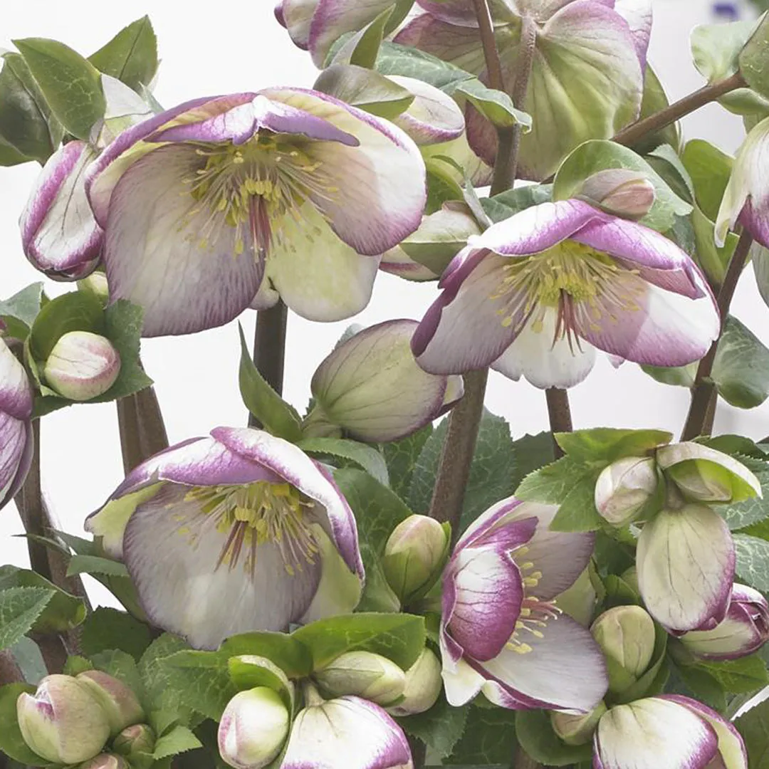 5134  Helleborus x ericsmithii Glendas Gloss (PBR)  I  Svenskt namn  :Föränderlig julros  I  Krukstorlek   : SQ1  I  Förväntad Höjd  :  50 cm  I  Blomningstid :  dec-mars - 2