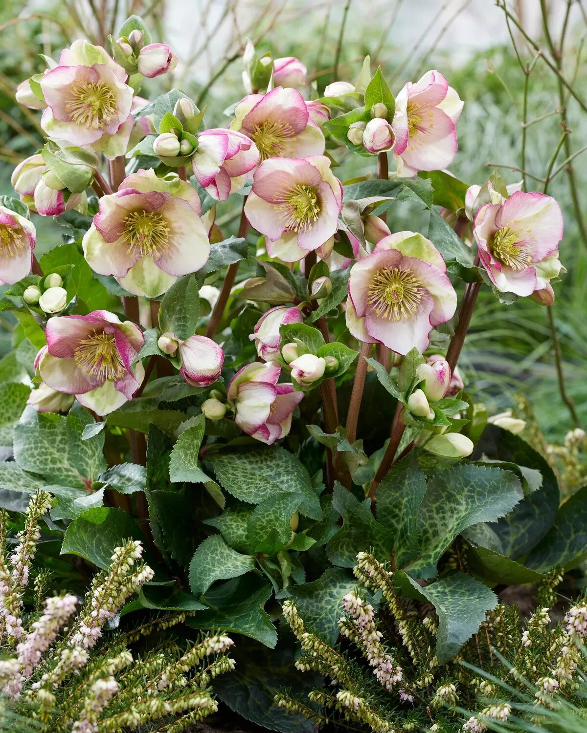 5134  Helleborus x ericsmithii Glendas Gloss (PBR)  I  Svenskt namn  :Föränderlig julros  I  Krukstorlek   : SQ1  I  Förväntad Höjd  :  50 cm  I  Blomningstid :  dec-mars - 3