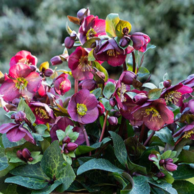 5137  Helleborus x ericsmithii Vibey Velvet (PBR)  I  Svenskt namn  :Föränderlig julros  I  Krukstorlek   : SQ1  I  Förväntad Höjd  :  50 cm  I  Blomningstid :  feb-april
