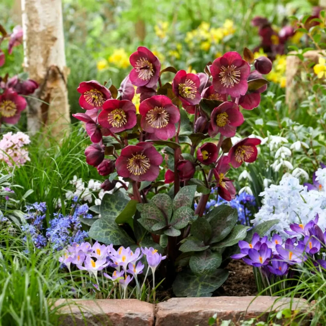 5137  Helleborus x ericsmithii Vibey Velvet (PBR)  I  Svenskt namn  :Föränderlig julros  I  Krukstorlek   : SQ1  I  Förväntad Höjd  :  50 cm  I  Blomningstid :  feb-april - 4