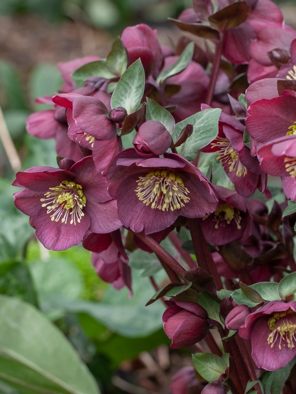 5137  Helleborus x ericsmithii Vibey Velvet (PBR)  I  Svenskt namn  :Föränderlig julros  I  Krukstorlek   : SQ1  I  Förväntad Höjd  :  50 cm  I  Blomningstid :  feb-april - 3
